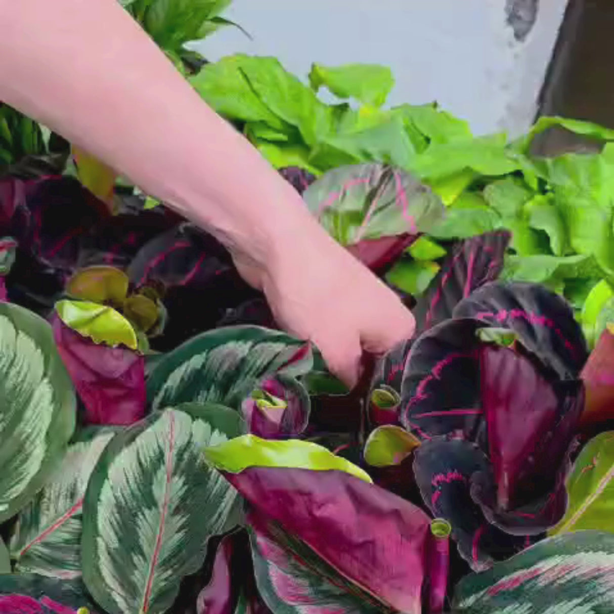 Assorted Calathea Plants Case of 30 in 4” Pots - Prayer Plants Variety Pack - Indoor Tropical Houseplants - Rare Calathea Mix Bundle