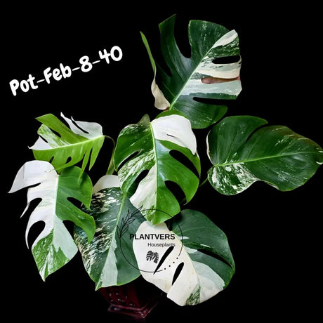 Rare Variegated Monstera Albo – Large Form White Monstera Borsigiana (Exact Plant)