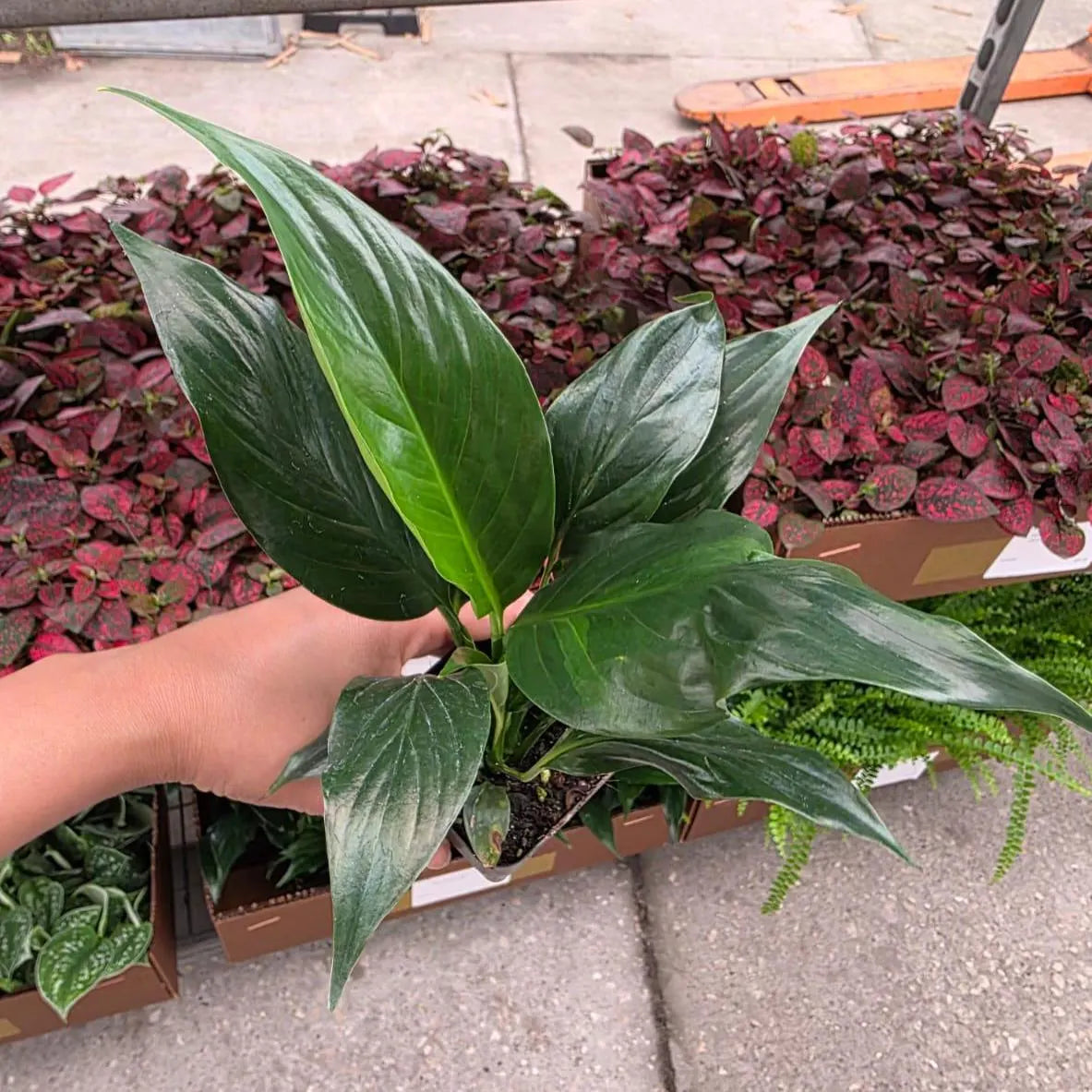 Peace Lily in a 2" Nursery Pot - Spathiphyllum Plant - Mini Indoor Plant - Air Purifying Houseplant - Low Light Plant - Easy Care Live Plant