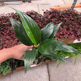 Peace Lily in a 2" Nursery Pot - Spathiphyllum Plant - Mini Indoor Plant - Air Purifying Houseplant - Low Light Plant - Easy Care Live Plant