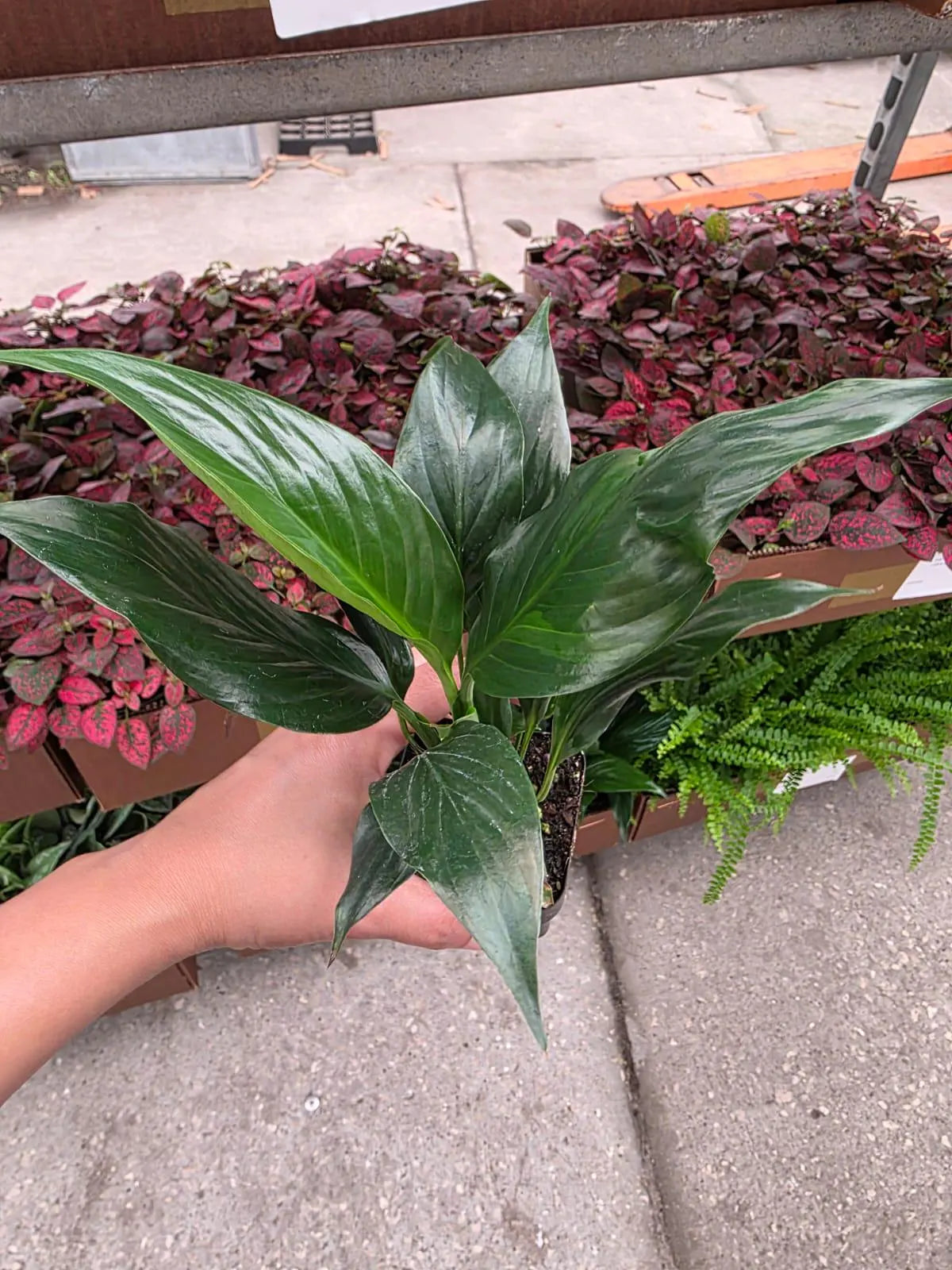 Peace Lily in a 2" Nursery Pot - Spathiphyllum Plant - Mini Indoor Plant - Air Purifying Houseplant - Low Light Plant - Easy Care Live Plant