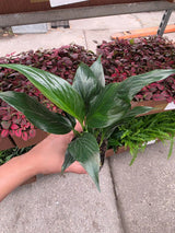 Peace Lily in a 2" Nursery Pot - Spathiphyllum Plant - Mini Indoor Plant - Air Purifying Houseplant - Low Light Plant - Easy Care Live Plant