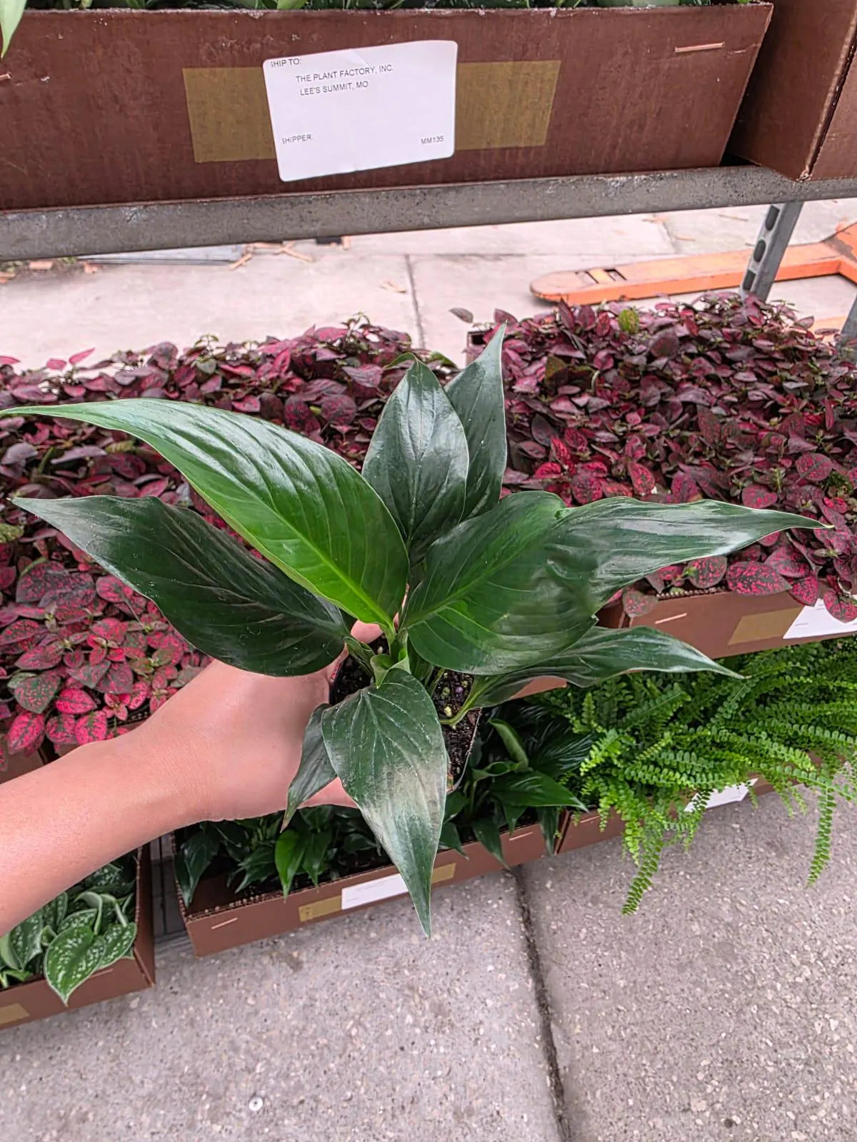 Peace Lily in a 2" Nursery Pot - Spathiphyllum Plant - Mini Indoor Plant - Air Purifying Houseplant - Low Light Plant - Easy Care Live Plant