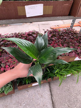 Peace Lily in a 2" Nursery Pot - Spathiphyllum Plant - Mini Indoor Plant - Air Purifying Houseplant - Low Light Plant - Easy Care Live Plant