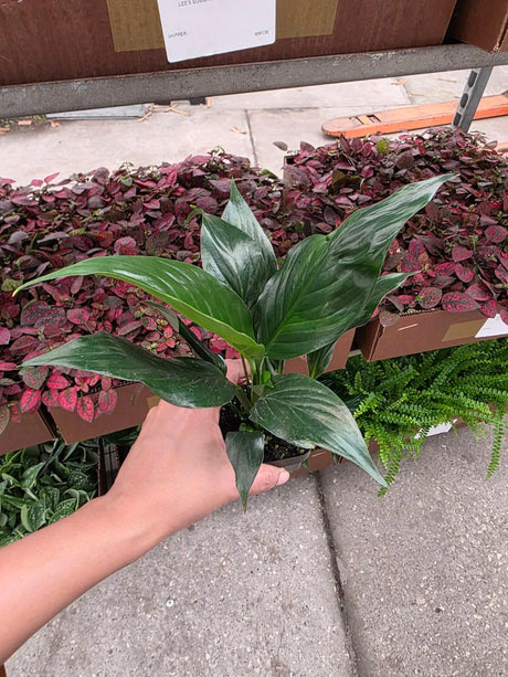 Peace Lily in a 2" Nursery Pot - Spathiphyllum Plant - Mini Indoor Plant - Air Purifying Houseplant - Low Light Plant - Easy Care Live Plant