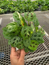 Variegated Maranta in 4" Nursery Pot - Prayer Plant - Maranta Leuconeura Variegata - Indoor Houseplant - Calathea Maranta - Live Plant Gift