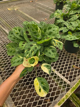 Variegated Maranta in 4" Nursery Pot - Prayer Plant - Maranta Leuconeura Variegata - Indoor Houseplant - Calathea Maranta - Live Plant Gift