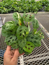 Calathea Maranta 
