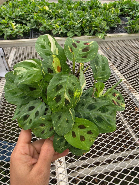 Calathea Maranta 