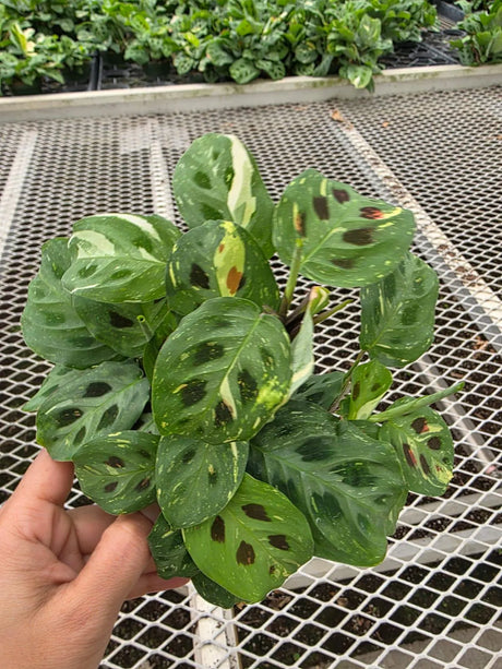 Maranta Leuconeura Variegata