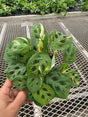 Maranta Leuconeura Variegata