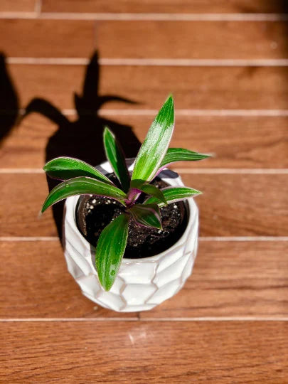 Rhoeo tricolor - Rare Tradescantia - Rare purple variegated wandering Jew -  Mosses in the cradle - Beautiful Easy Care indoor plant