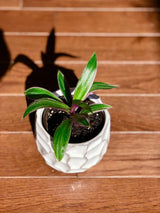 Rhoeo tricolor - Rare Tradescantia - Rare purple variegated wandering Jew -  Mosses in the cradle - Beautiful Easy Care indoor plant