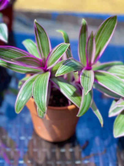 Rhoeo tricolor - Rare Tradescantia - Rare purple variegated wandering Jew -  Mosses in the cradle - Beautiful Easy Care indoor plant