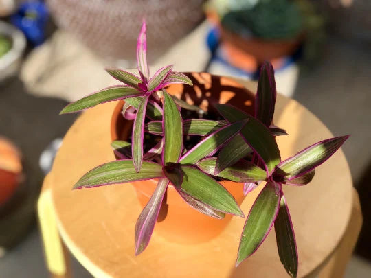 Rhoeo tricolor - Rare Tradescantia - Rare purple variegated wandering Jew -  Mosses in the cradle - Beautiful Easy Care indoor plant