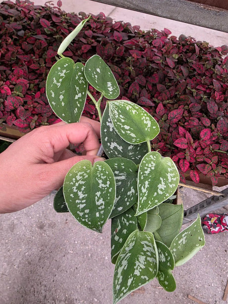 Scindapsus Silver Pothos