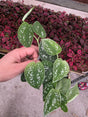 Scindapsus Silver Pothos