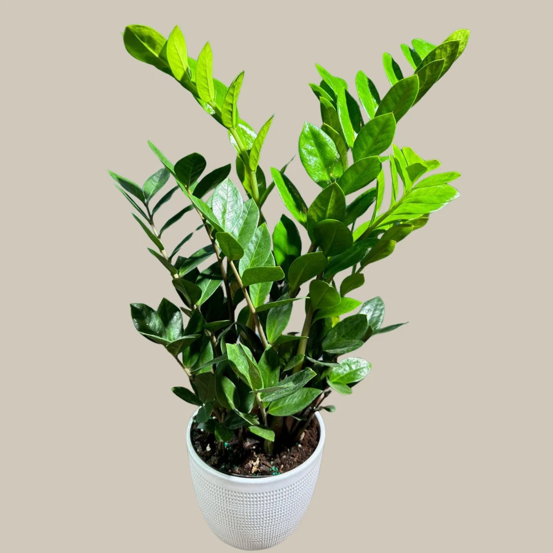 Green ZZ Plant in 6" Grow Pot | Zamioculcas Zamiifolia Plant | Low Light Indoor Plant | Easy Care Houseplant | Beginner Friendly Plant