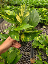 Hawaiian Pothos Plant in 4" Nursery Pot - Epipremnum Aureum Hawaiian - Indoor Houseplant - Large Leaf Pothos - Live Trailing Plant