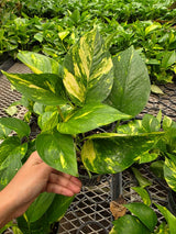 Epipremnum Aureum Hawaiian