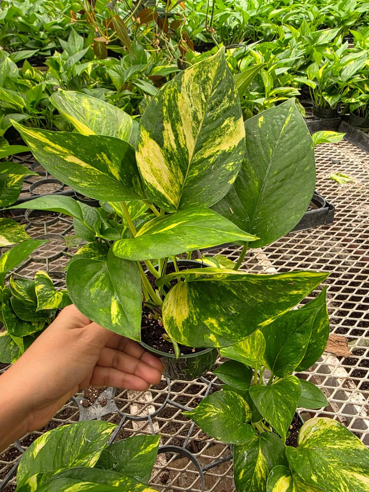 Hawaiian Pothos Plant 