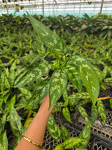 Aglaonema Maria in 4" Nursery Pot - Chinese Evergreen Plant - Low Light Indoor Houseplant - Live Desk Plant Gift