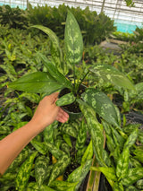 Aglaonema Maria in 4" Nursery Pot - Chinese Evergreen Plant - Low Light Indoor Houseplant - Live Desk Plant Gift