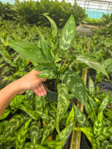Aglaonema Maria