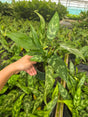 Aglaonema Maria
