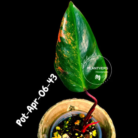 Philodendron Strawberry Shake High Variegated Live Plant - EXACT Same Plant - US Seller