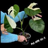 Rare Variegated Monstera Albo – Large Form White Monstera Borsigiana (Exact Plant)