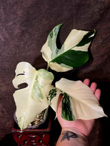 Monstera Albo Variegated Plant - Rare White Borsigiana - Exact Plant - (June-5-77)