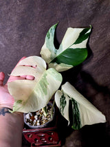 Monstera Albo Variegated Plant - Rare White Borsigiana - Exact Plant - (June-5-77)