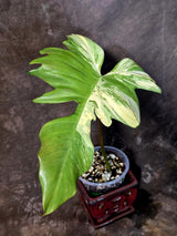 Variegated Philodendron Florida Beauty x Mayoi - (June-5-71)
