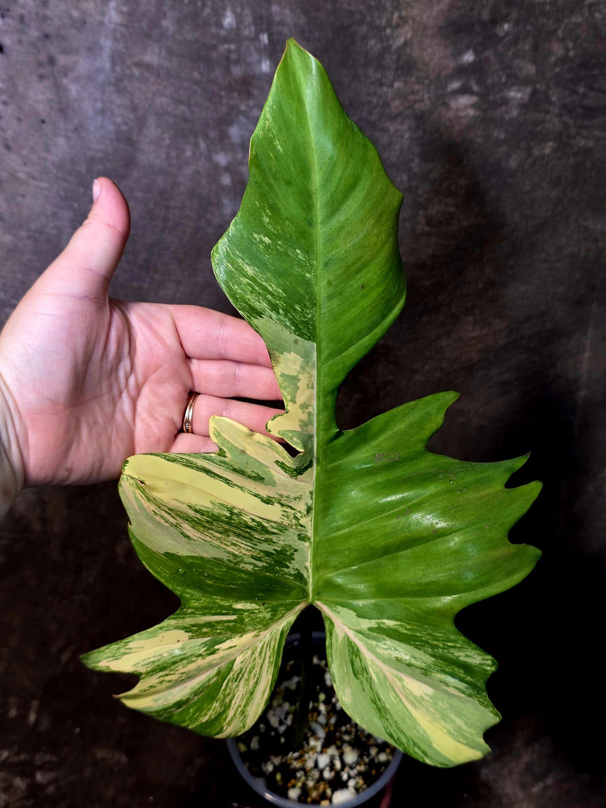 Variegated Philodendron Florida Beauty x Mayoi - (June-5-71)