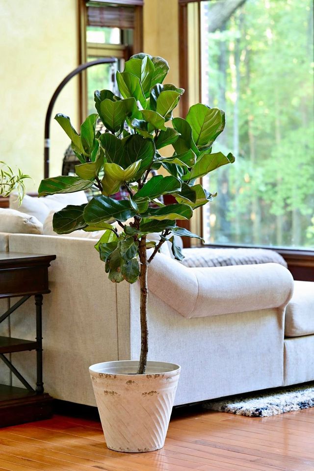 5 Ft Fiddle Fig Tree