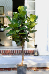 5 Ft Fiddle Fig Tree