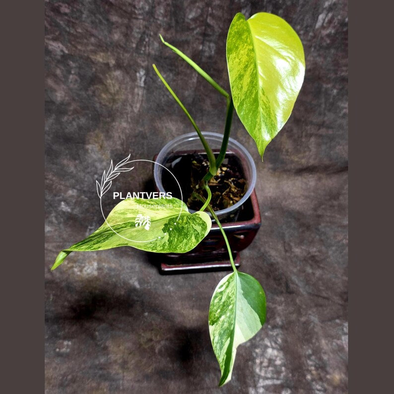 Monstera Marmota
