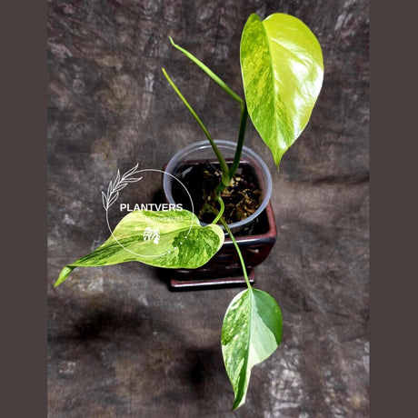 Monstera Marmota