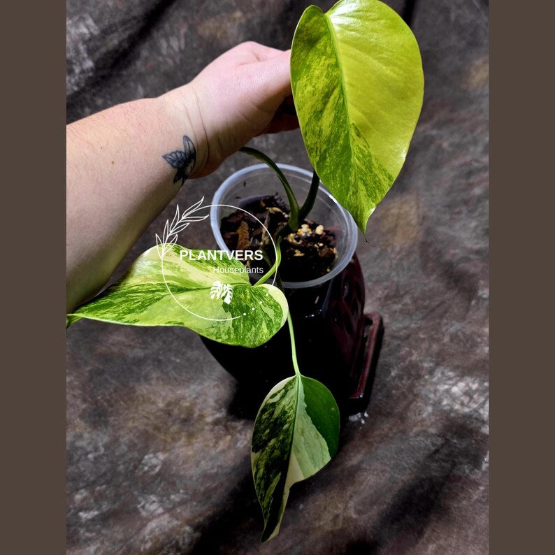 Monstera Aurea Variegated Borsigiana - Monstera Marmota - SAME Plant as images - US Seller