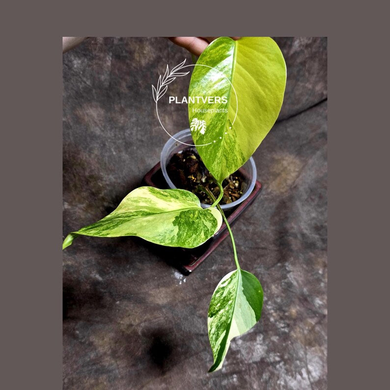 Monstera Aurea Variegated Borsigiana - Monstera Marmota - SAME Plant as images - US Seller