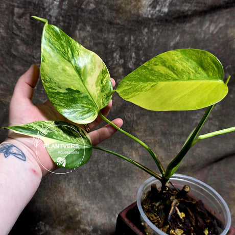 Monstera Aurea