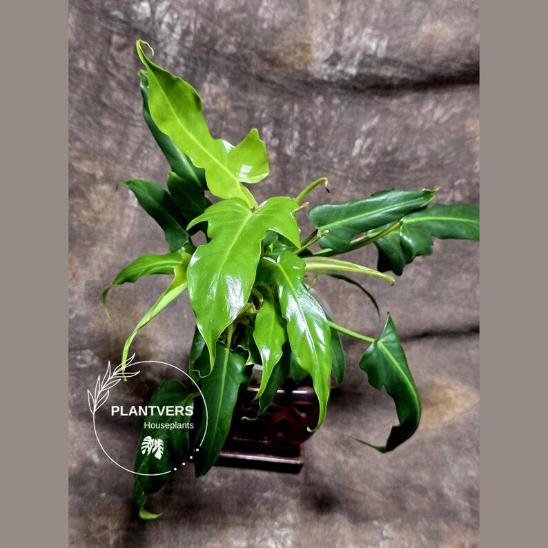 Reverted Philodendron Bipennifolium in a Nursery Pot - Collector's Aroid - Exact SAME Live Plant - US Seller