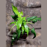 Reverted Philodendron Bipennifolium in a Nursery Pot - Collector's Aroid - Exact SAME Live Plant - US Seller