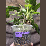 Reverted Philodendron Bipennifolium in a Nursery Pot - Collector's Aroid - Exact SAME Live Plant - US Seller
