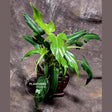 Philodendron Bipennifolium 