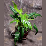 Philodendron Bipennifolium 