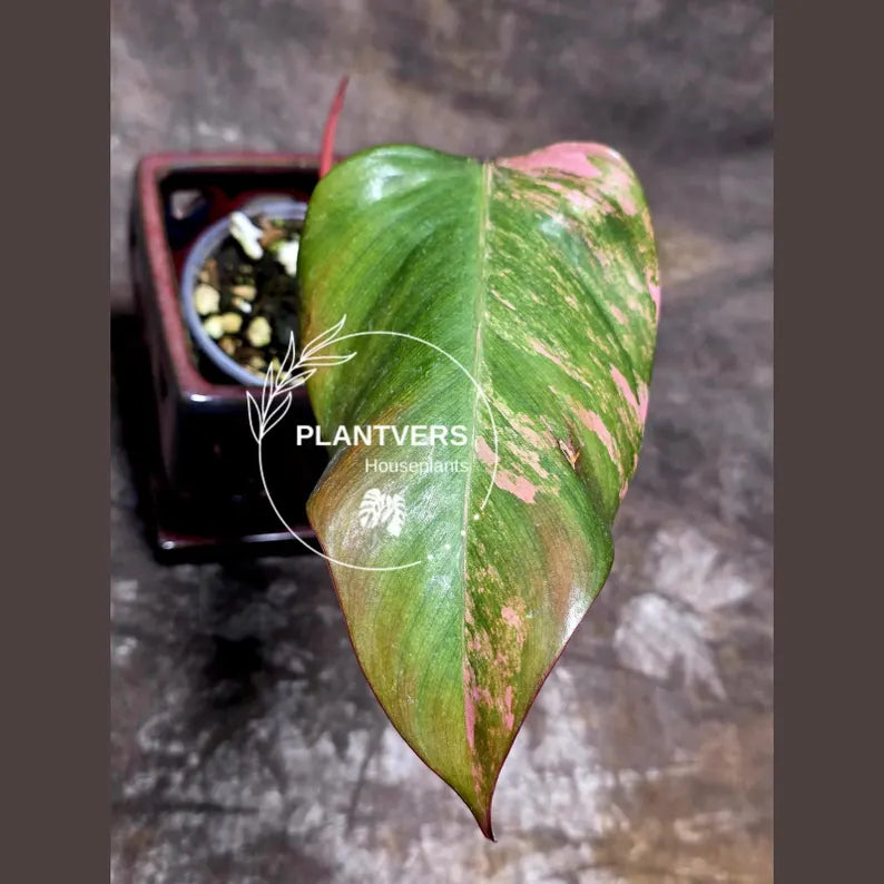 Philodendron