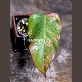 Philodendron