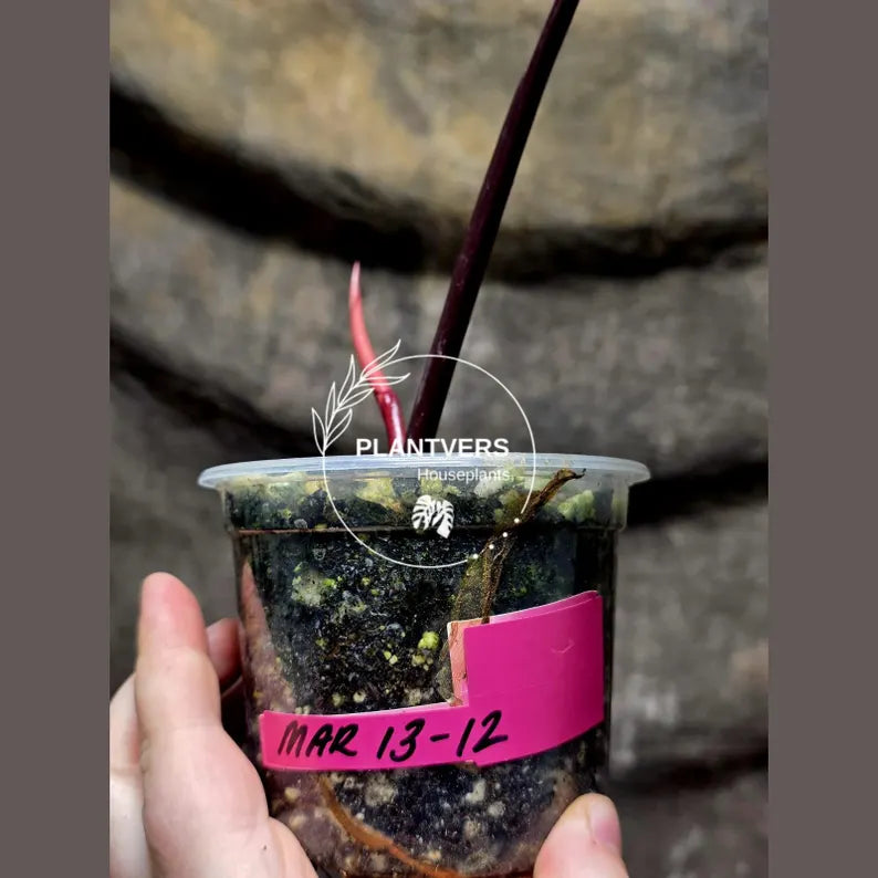 Variegated Philodendron Strawberry Shake Live Plant - Rare Collector Plant - EXACT Plant - US Seller